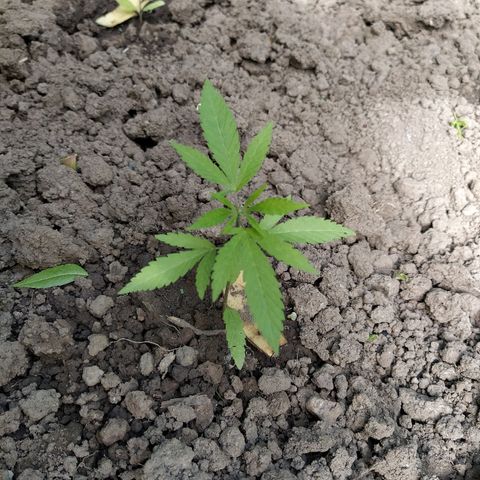 Marijuana #1 growlog timeline photo