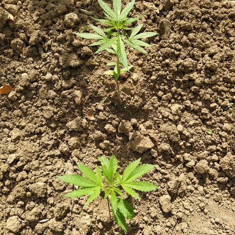 Marijuana #1 growlog timeline photo
