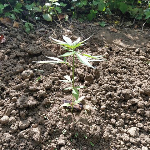 Marijuana #1 growlog timeline photo