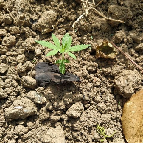 Marijuana #1 growlog timeline photo