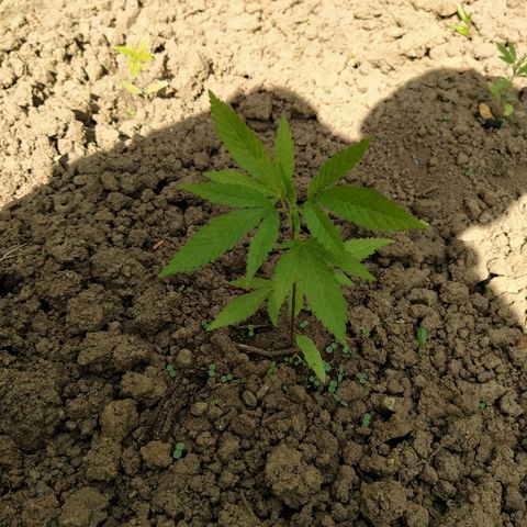 Marijuana #1 growlog timeline photo