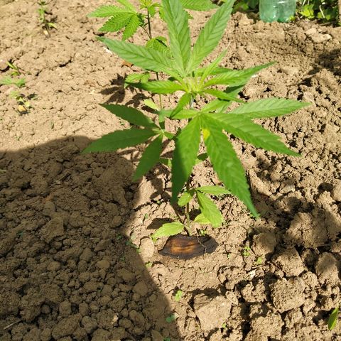 Marijuana #1 growlog timeline photo