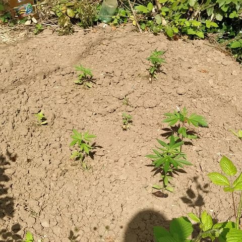 Marijuana #1 growlog timeline photo