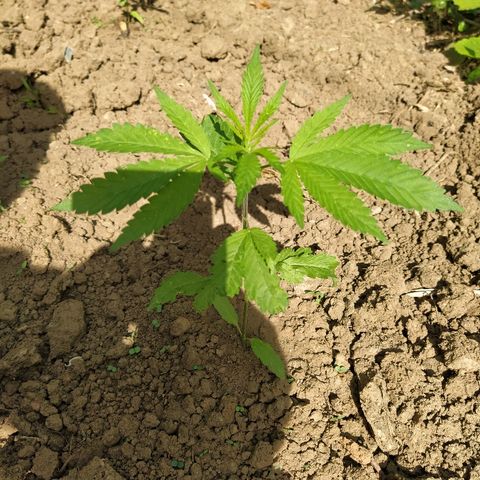 Marijuana #1 growlog timeline photo
