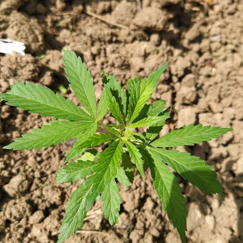 Marijuana #1 growlog timeline photo