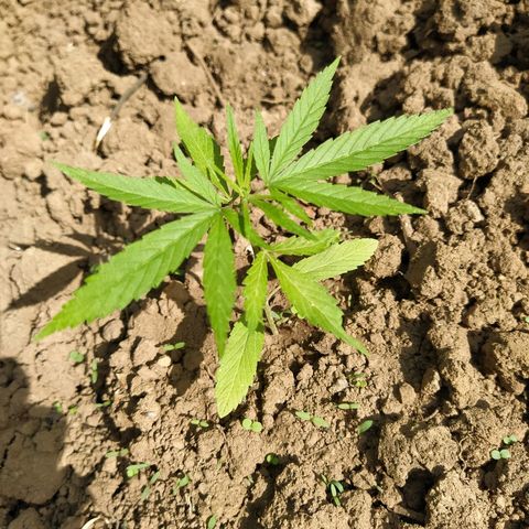 Marijuana #1 growlog timeline photo
