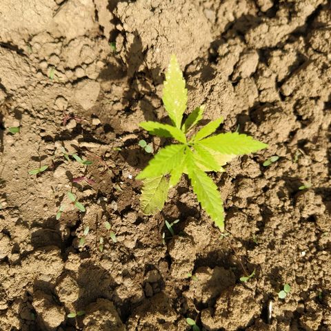 Marijuana #1 growlog timeline photo