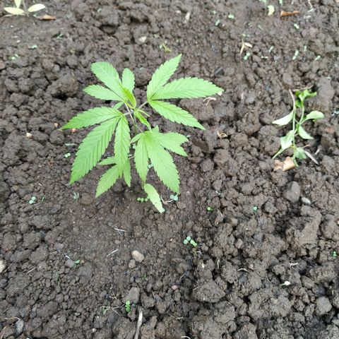 Marijuana #1 growlog timeline photo