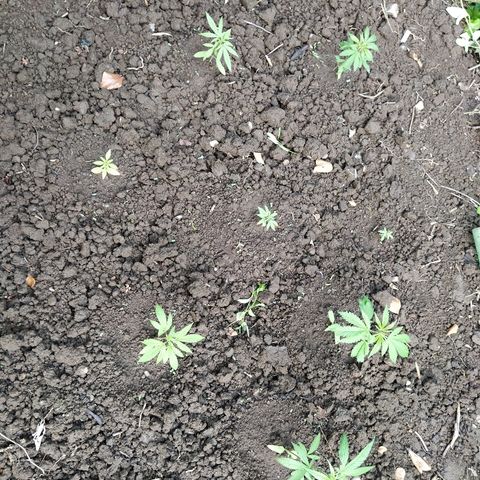 Marijuana #1 growlog timeline photo