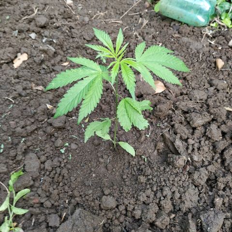 Marijuana #1 growlog timeline photo