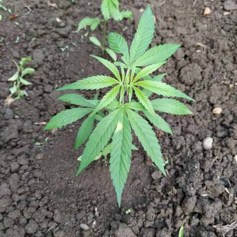 Marijuana #1 growlog timeline photo