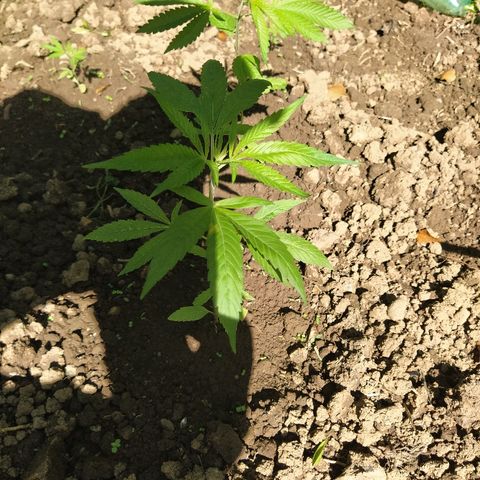 Marijuana #1 growlog timeline photo