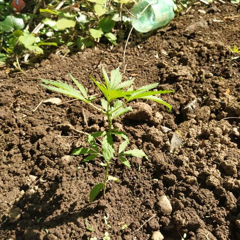 Marijuana #1 growlog timeline photo