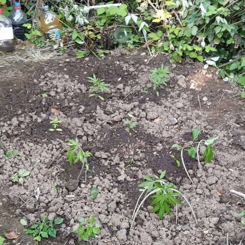 Marijuana #1 growlog timeline photo