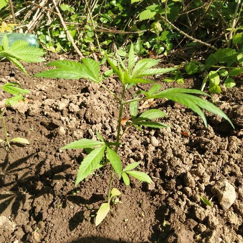 Marijuana #1 growlog timeline photo