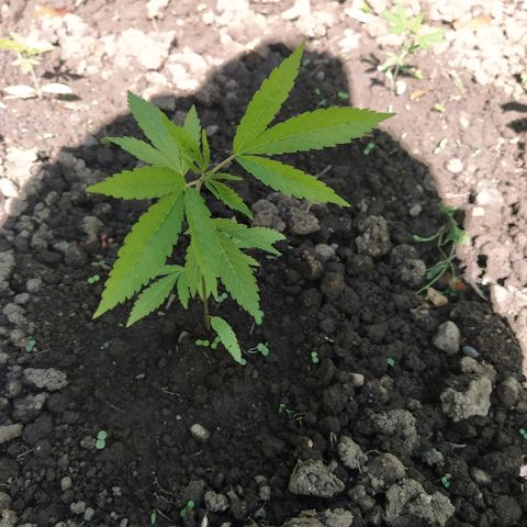 Marijuana #1 growlog timeline photo