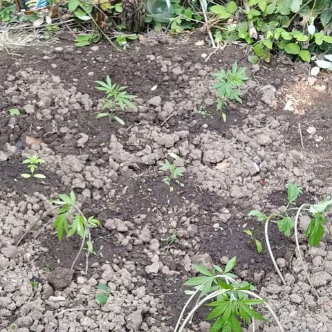 Marijuana #1 growlog timeline photo