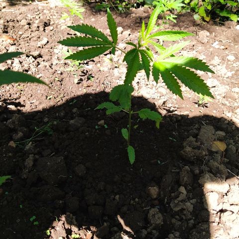 Marijuana #1 growlog timeline photo