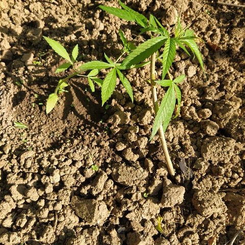Marijuana #1 growlog timeline photo