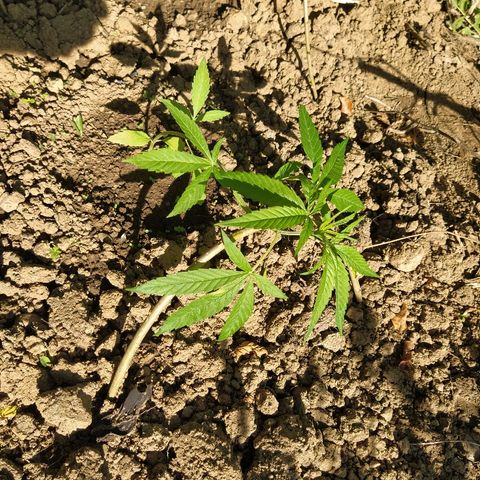 Marijuana #1 growlog timeline photo