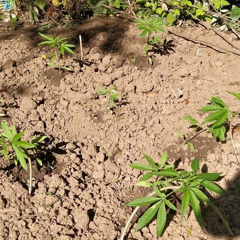 Marijuana #1 growlog timeline photo