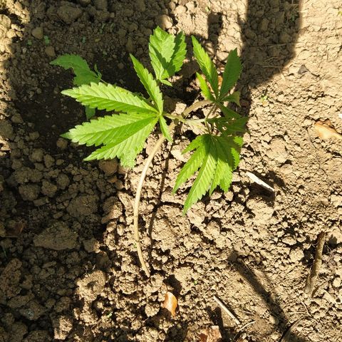Marijuana #1 growlog timeline photo