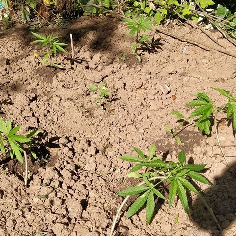Marijuana #1 growlog timeline photo