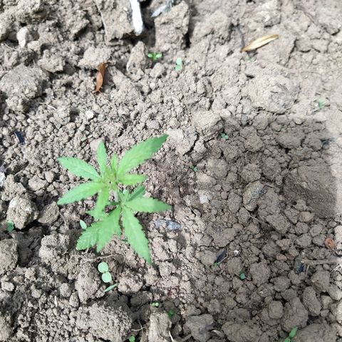 Marijuana #1 growlog timeline photo