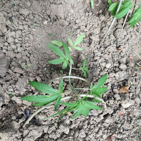 Marijuana #1 growlog timeline photo