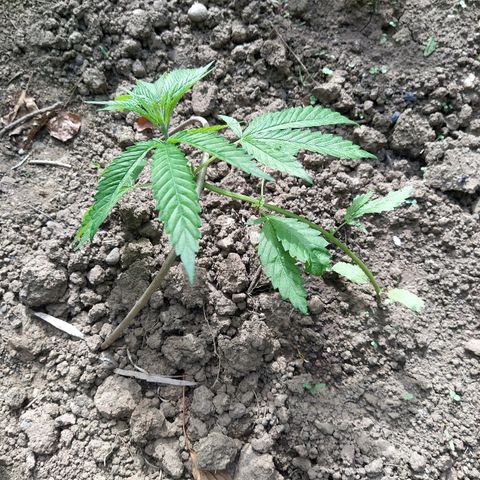 Marijuana #1 growlog timeline photo