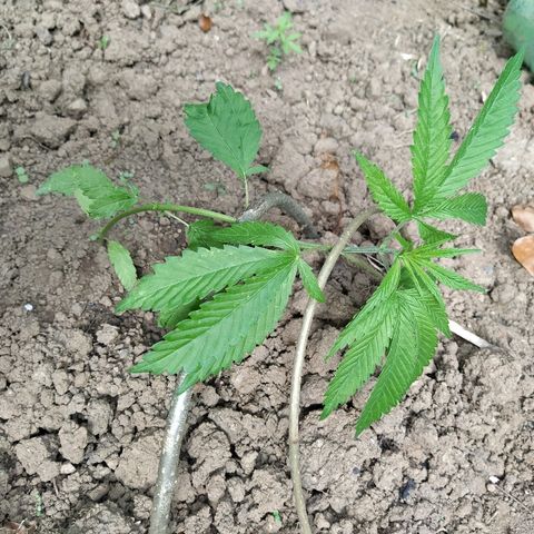Marijuana #1 growlog timeline photo
