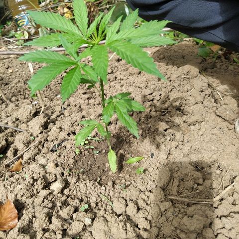 Marijuana #1 growlog timeline photo