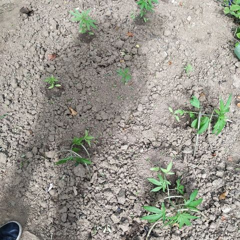 Marijuana #1 growlog timeline photo