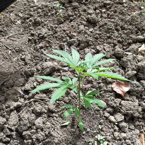 Marijuana #1 growlog timeline photo