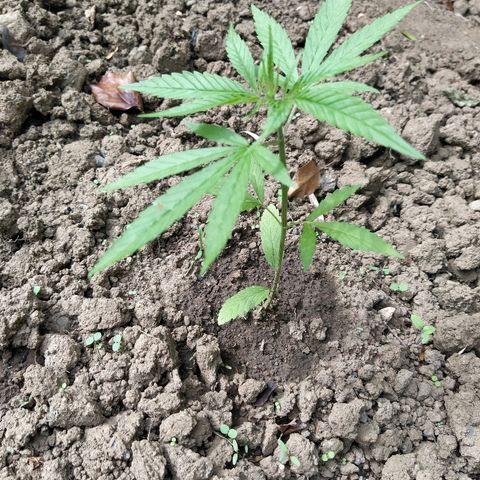 Marijuana #1 growlog timeline photo