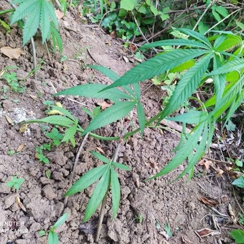 Marijuana #1 growlog timeline photo