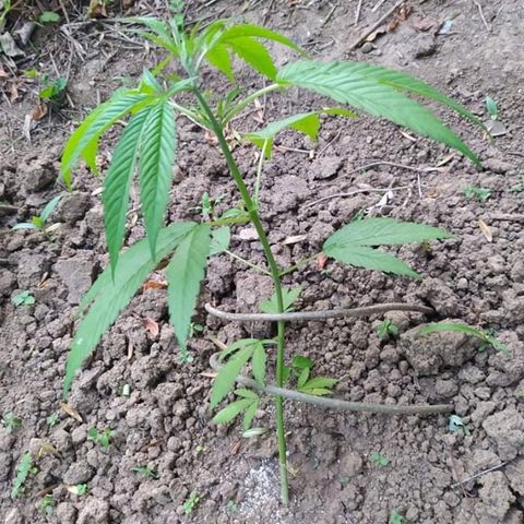 Marijuana #1 growlog timeline photo