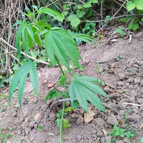 Marijuana #1 growlog timeline photo