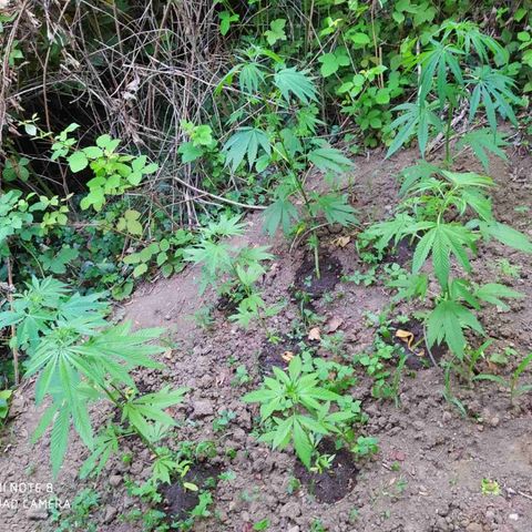 Marijuana #1 growlog timeline photo