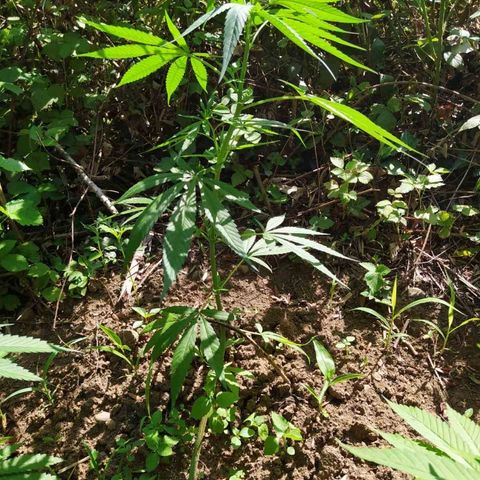 Marijuana #1 growlog timeline photo