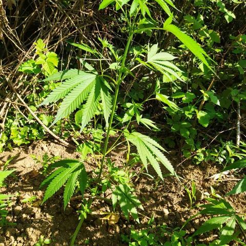 Marijuana #1 growlog timeline photo