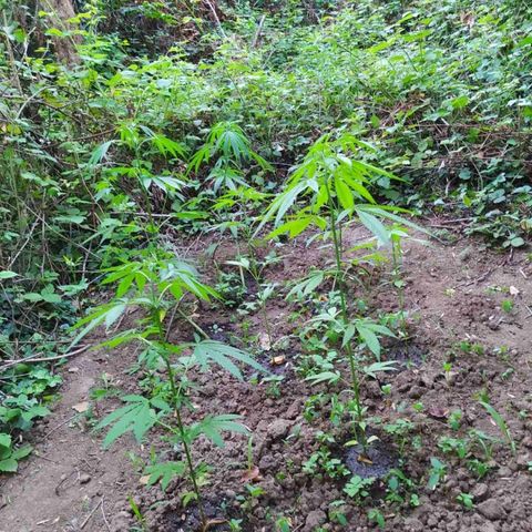 Marijuana #1 growlog timeline photo