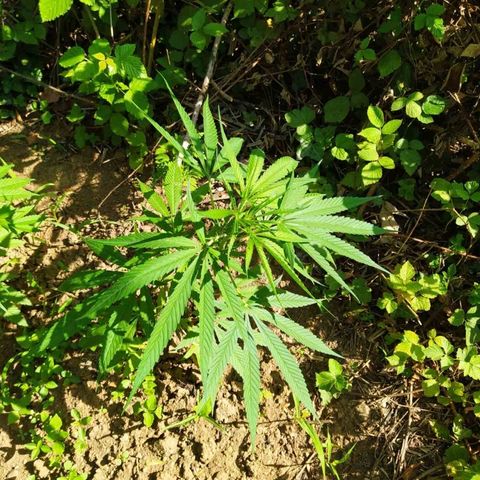 Marijuana #1 growlog timeline photo