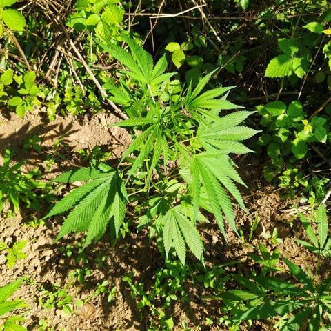 Marijuana #1 growlog timeline photo