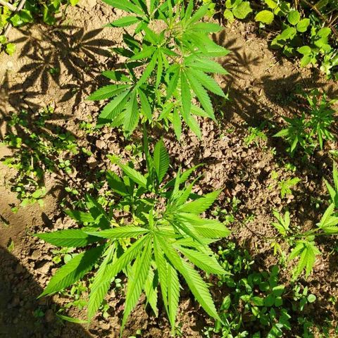 Marijuana #1 growlog timeline photo