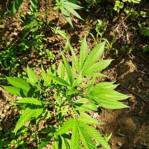 Marijuana #1 growlog timeline photo