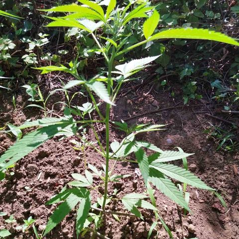 Marijuana #1 growlog timeline photo