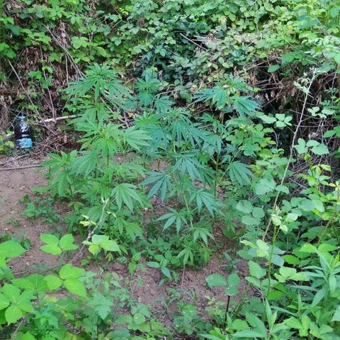 Marijuana #1 growlog timeline photo