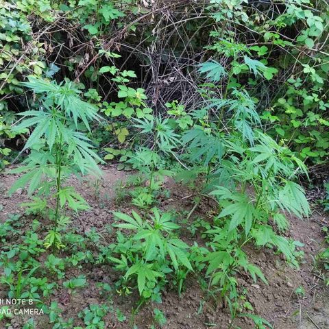 Marijuana #1 growlog timeline photo