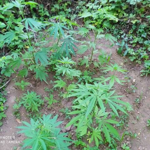 Marijuana #1 growlog timeline photo
